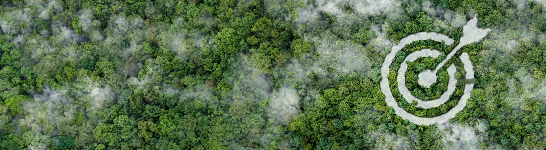 Luftaufnahme auf einen Wald. 